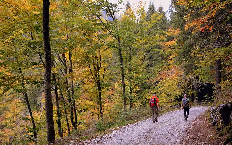 hiking, walk, autumn, trail, trees, forest, trekking, backpack, the european path, e5