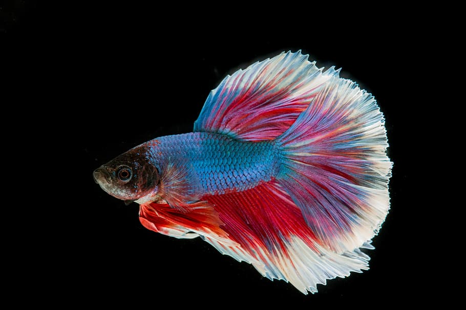 azul, rojo, blanco, luchando, pez, pez luchador, tricolor, batalla, pez Tailandia, película