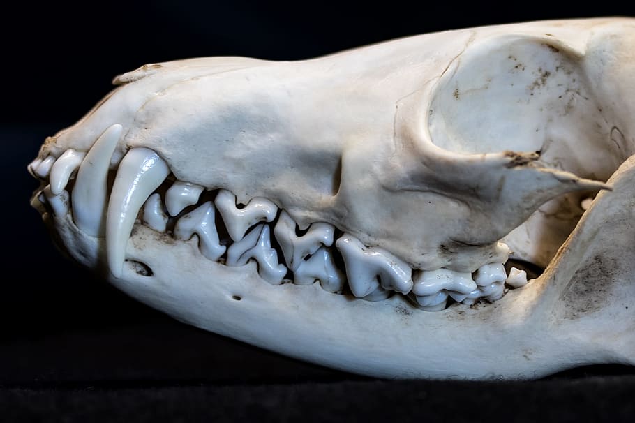 tooth, teeth, fang, fuchs, head, skull, orbital, fox skull, skull bone, skull and crossbones