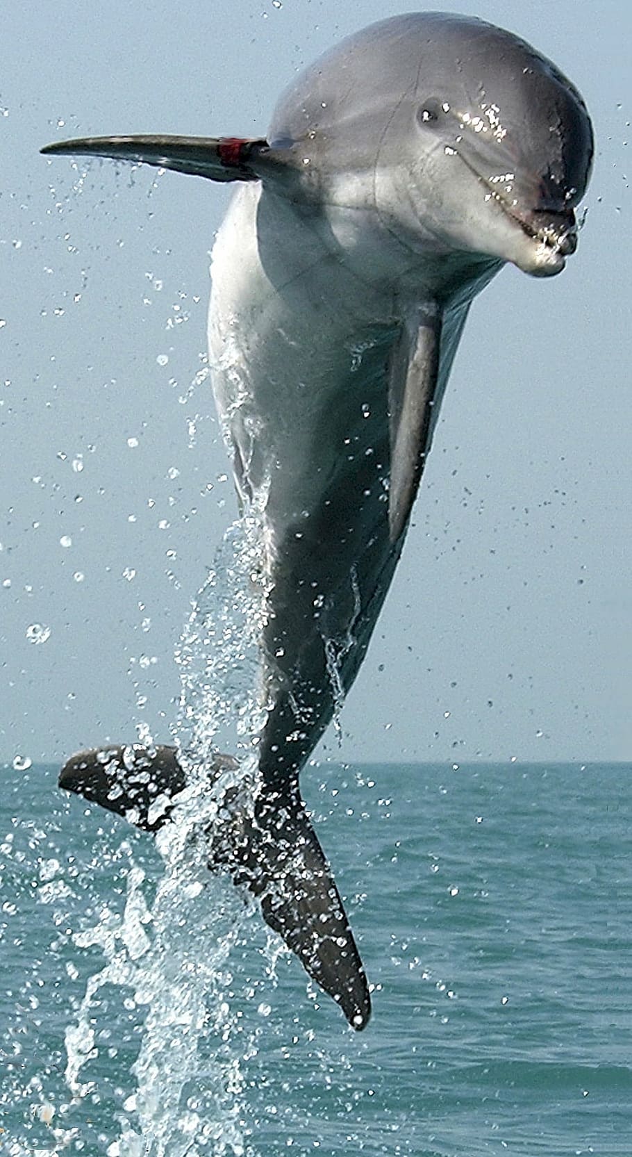 灰色のイルカ イルカ ジャンプ 跳躍 水泳 飛躍 哺乳類 自然 海洋 海 Pxfuel