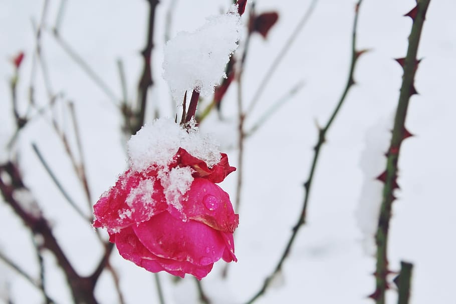雪 冬 自然 覆われた バラ 赤 花 氷 植物 愛 Pxfuel