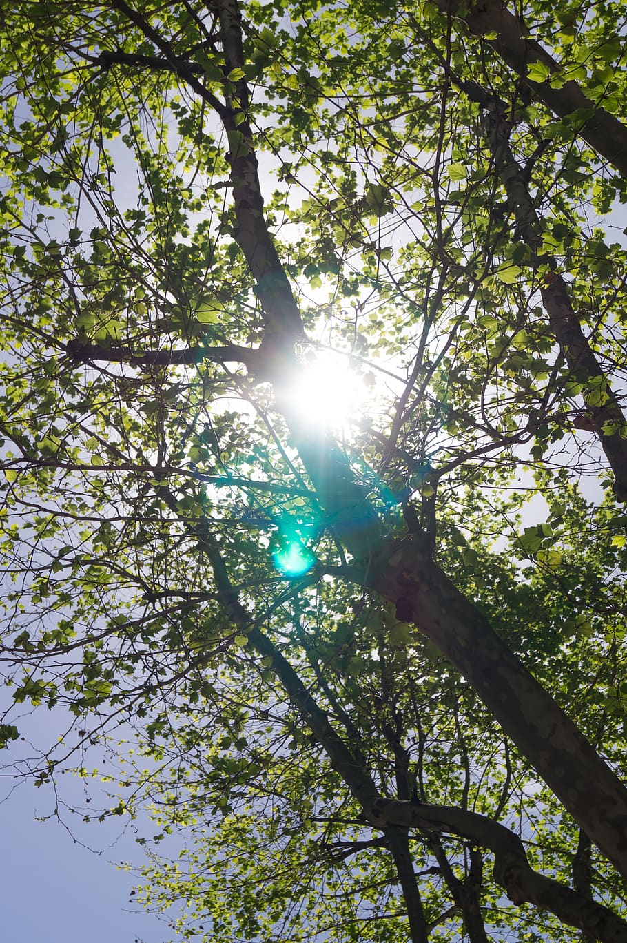 naples, trees, light, sun, green, dom, sky, reflections, lens, leaves