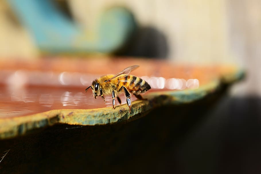 honey, bee, water, buckfast, insect, honey bee, wings, eyes, stripes, golden