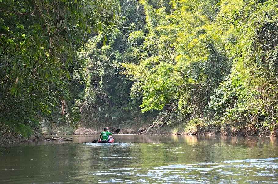 thailand, flodfärd, river, canoe, water, jungle, khaolak, holiday, tree, plant