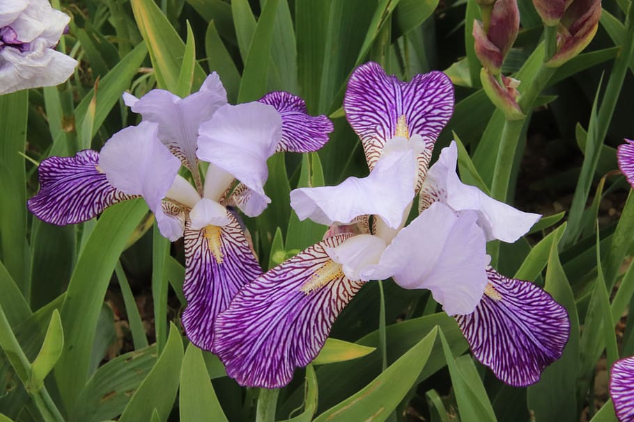 iris, violeta, blanco, bicolor, plantas, flores, flor, primavera, jardín,  pantano | Pxfuel