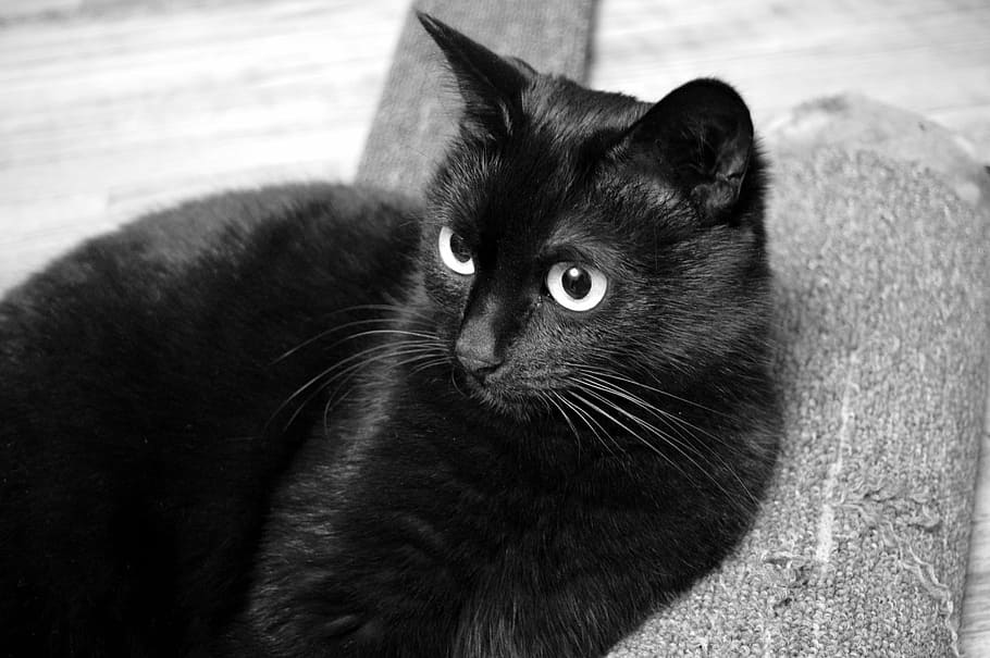 membombardir kucing, berbohong, abu-abu, tekstil, kucing, kucing hitam, melihat, hewan peliharaan, hitam, bulu