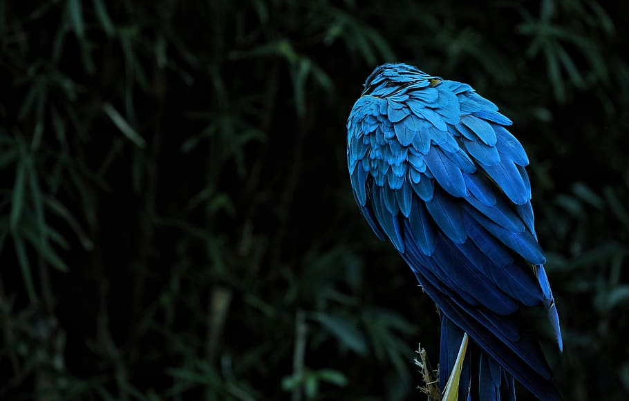 macaw, animal, bird, parrot, feather, exotic, color, tropical, colorful, ara