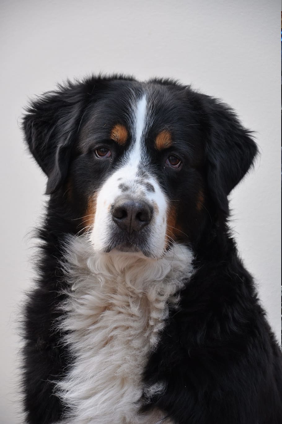 selective, focus photography, adult bernese mountain dog, Greater Swiss Mountain, Dog, Canine, greater swiss mountain, dog, portrait, large, looking