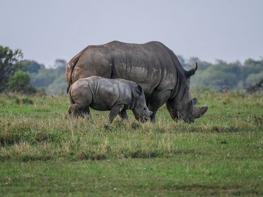 two, gray, rhinoceroses, grass field, rhino, young animal, eat, savannah, white rhino, rhinoceros