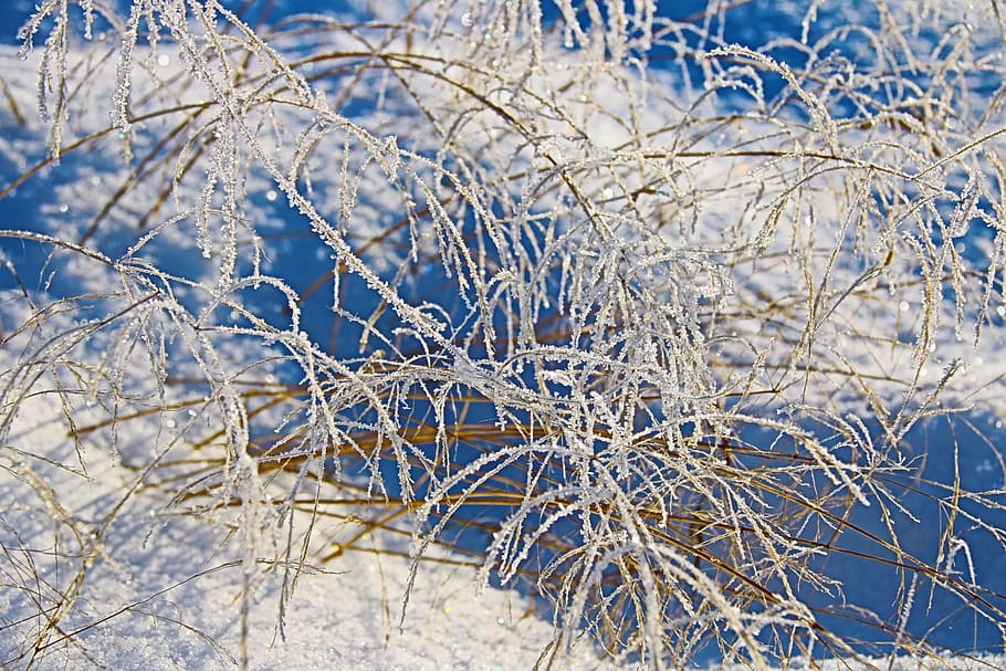 Invierno, congelación, escarcha, hierba, frío, ze, naturaleza, temperatura fría, azul, Nieve