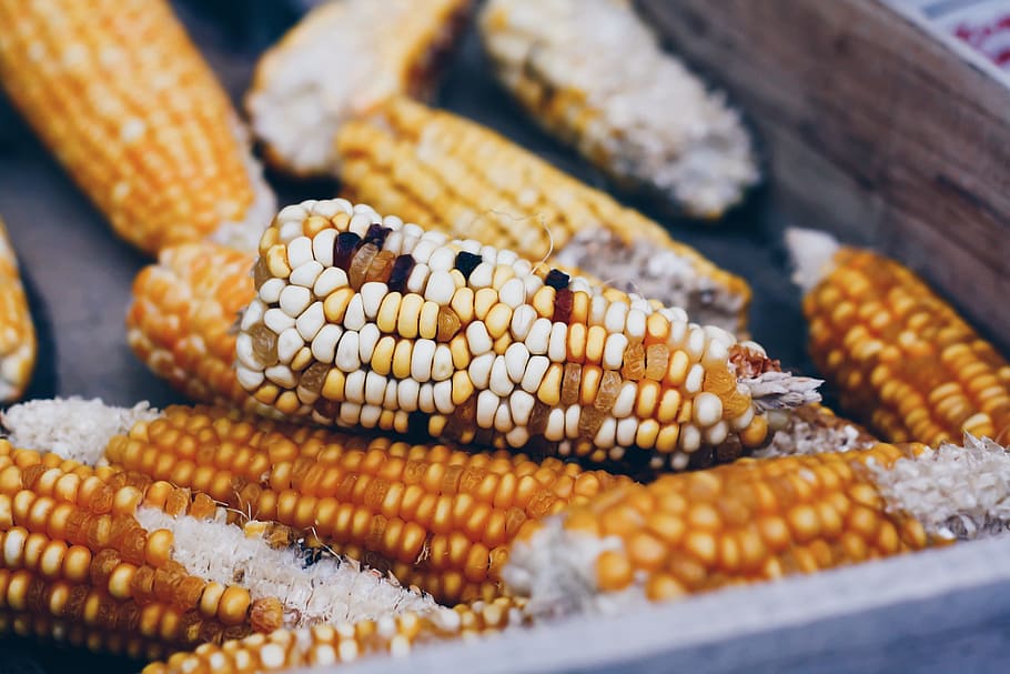 corn cob, corn, vegetable, market, healthy, fresh, food, organic, kernels, food and drink