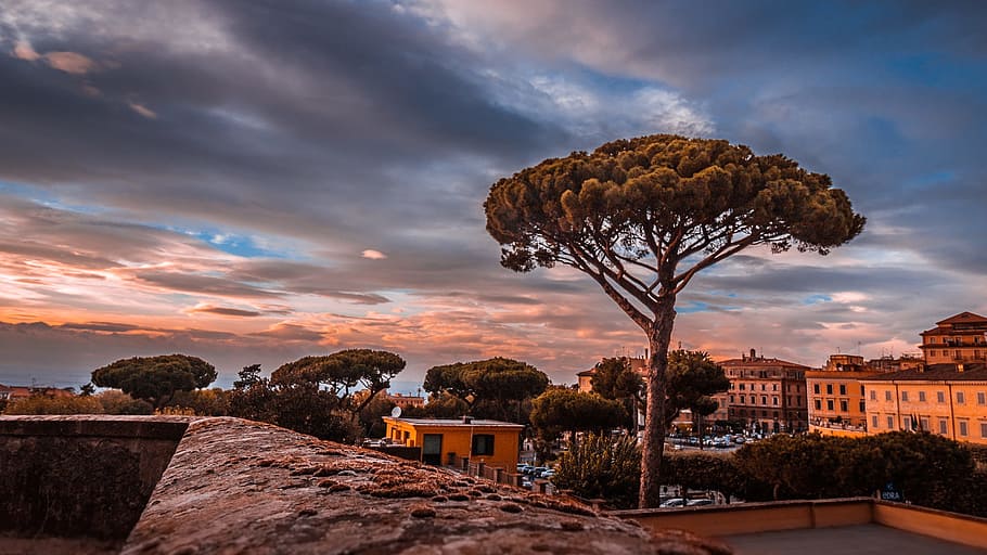 brown tree, frascati, rome, sunset, tree, italy, architecture, sky, cloud - sky, built structure
