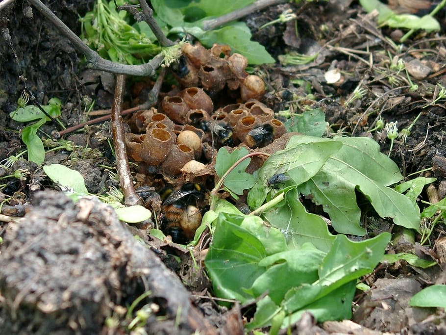 bumblebees, nest, insect, bumblebee nest, nature, leaf, plant part, growth, land, plant