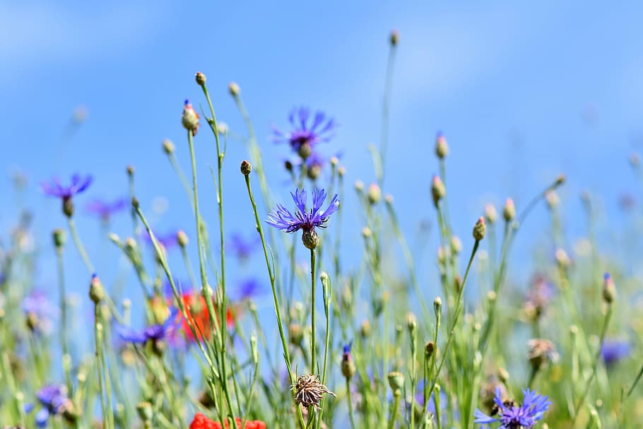 shallow, focus photo, flowers, alpine cornflower, centaurea montana, flower, field of flowers, blossom, bloom, composites