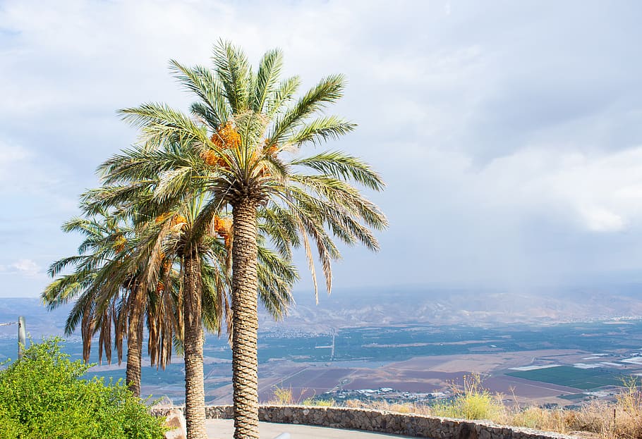 landscape, palm trees, israel, sky, nature, tropical climate, palm tree, tree, plant, beauty in nature