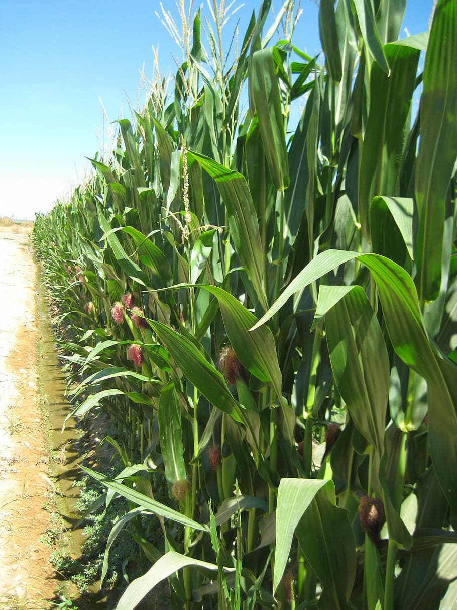 agricultura, maíz, cosecha, cereales, granja, naturaleza, maíz - Cultivo, escena rural, cultivo, campo