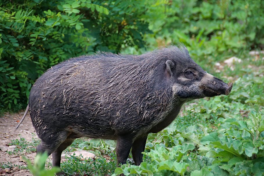 pig, wild boar, the boar, animal, the bristles, mammal, snout, dirty, animal themes, one animal