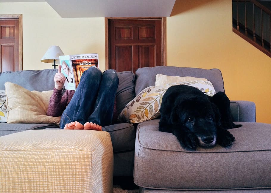 adult, black, labrador retriever, person, sitting, home, relax, dog, lifestyle, indoors