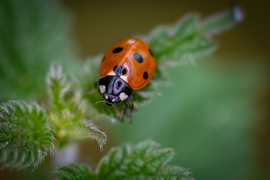 ladybird, macro, close, ladybug, insect, nature, beetle, red, leaf, environment