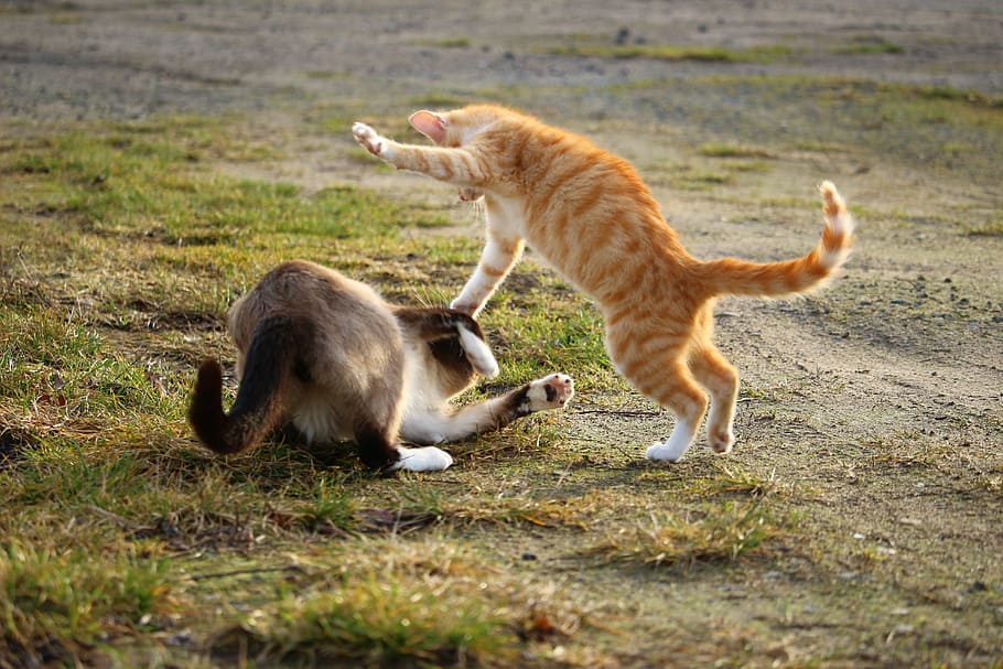oranye, kucing betina, kucing, abu-abu, putih, bermain, hijau, rumput, diambil, siang hari
