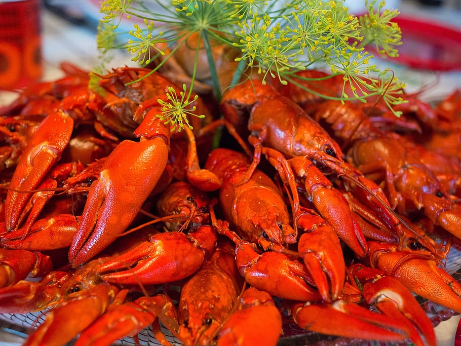 lobsters, crayfish, dinner, fall, food, crabs, food and drink, seafood, freshness, crustacean