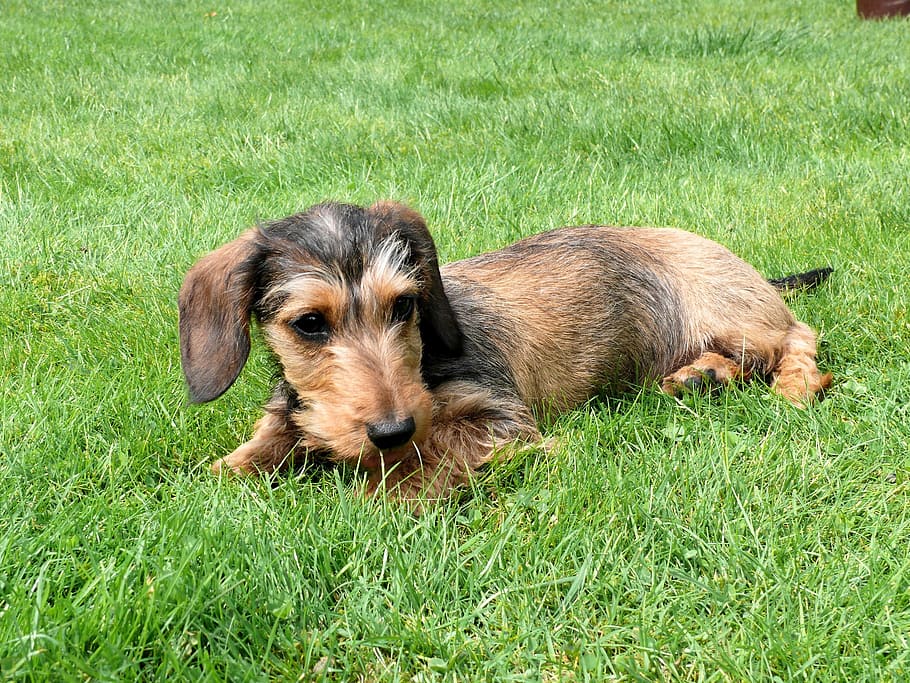 Miniature Dachshund, Dog, Pet, dachshund, animals, kaninchen dachshund, pets, animal, puppy, canine