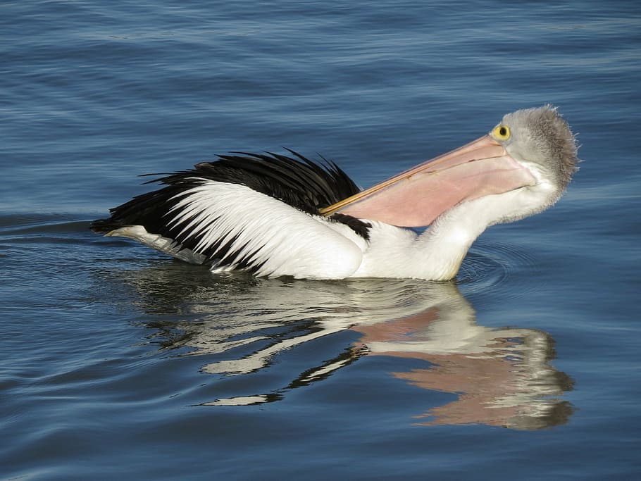 australian pelican, goolwa, south australia, bird, animal, animal themes, animal wildlife, animals in the wild, water, one animal