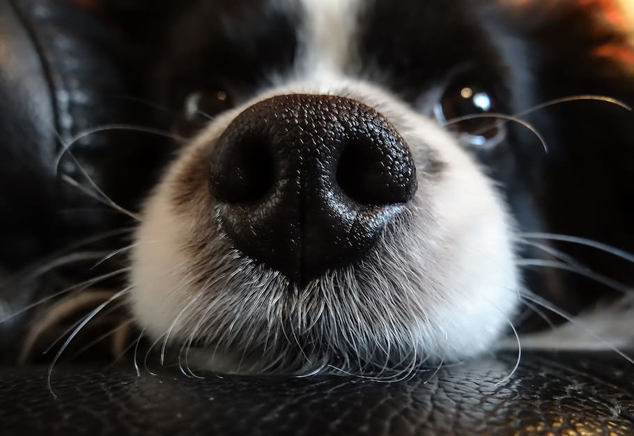closeup, black, white, border collie, nose, dog, pet, the muzzle, phalene, papillon