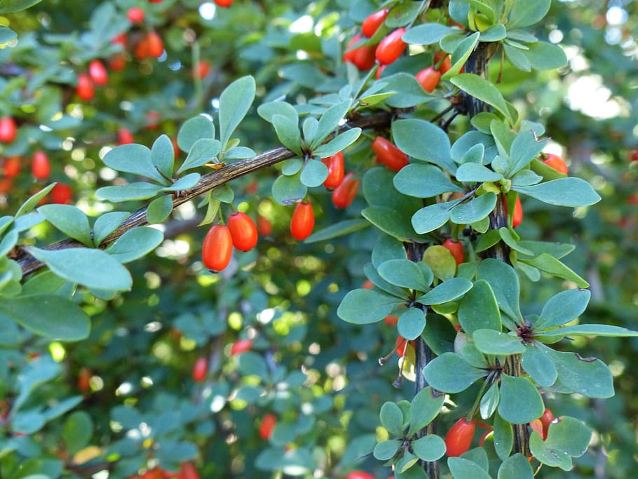 garden, berries, barberry, fruit, red, vitamins, plant, summer, food and drink, leaf