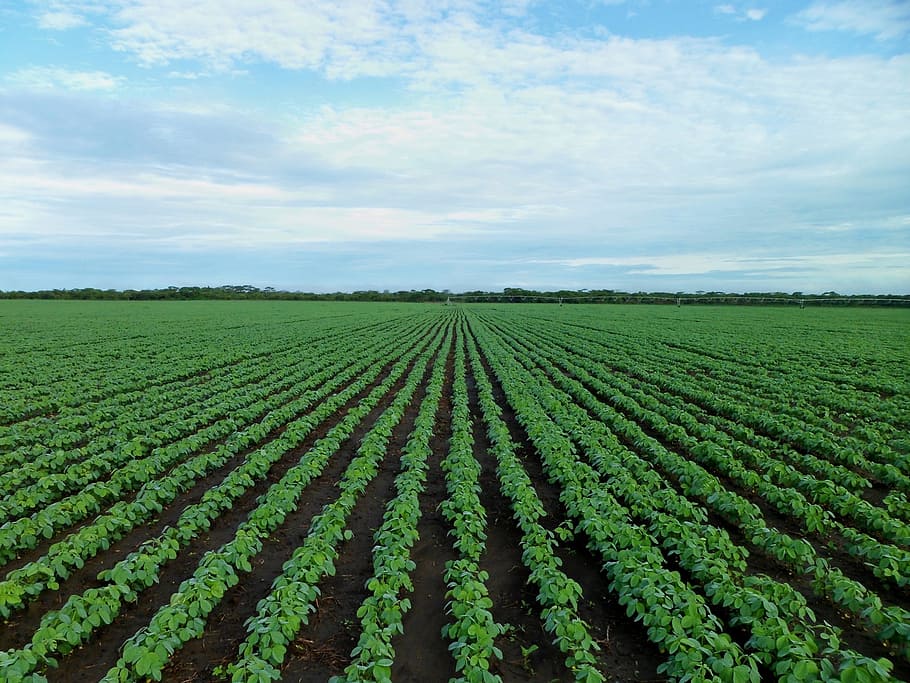 field, filled, green, leafed, plants, soybean field, farming, agriculture, growing, zambia