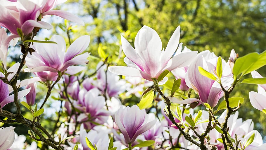 white-and-purple petaled flowers, flower, nature, plant, garden, magnolia, flowers, petal, summer, tree