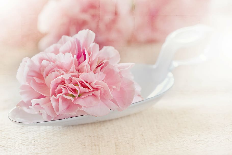 selective, focus photography, pink, petaled flowers, white, spoon, flower, blossom, bloom, carnation