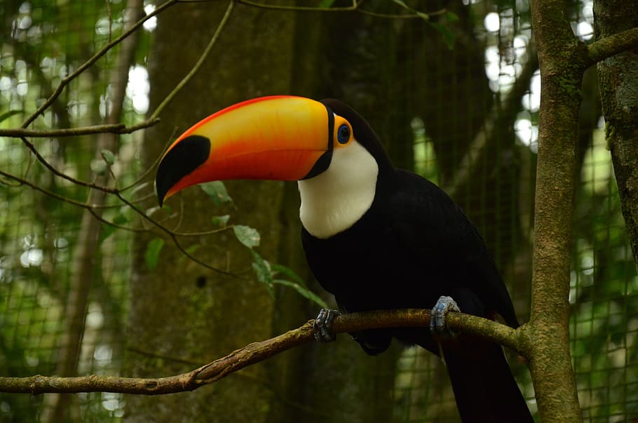 brasil, pássaro, tucano, natureza, papagaio, animal, colorido, fauna, selva, vida selvagem
