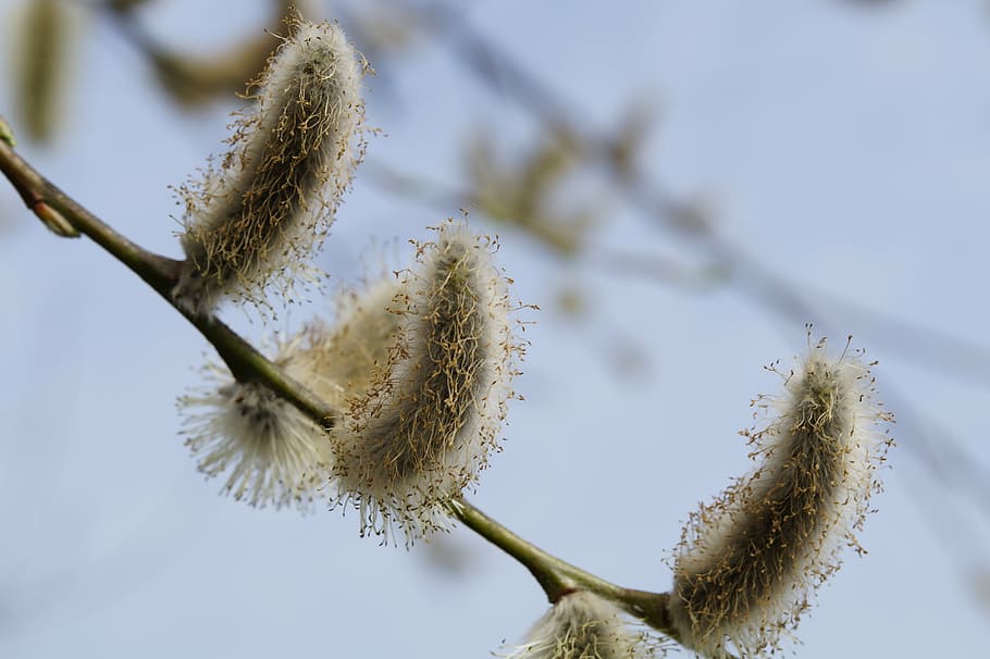spring, branch, pasture, pussy willow, tree, frühlingsanfang, bud, blossom, bloom, close