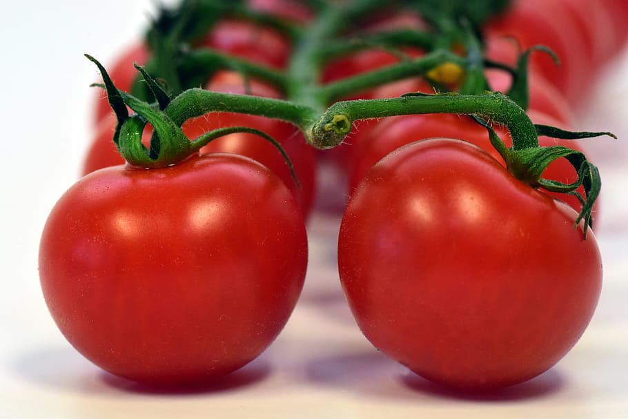 tomatoes, shallow, focus photography, frisch, food, vegetables, red, healthy, bush tomatoes, garden