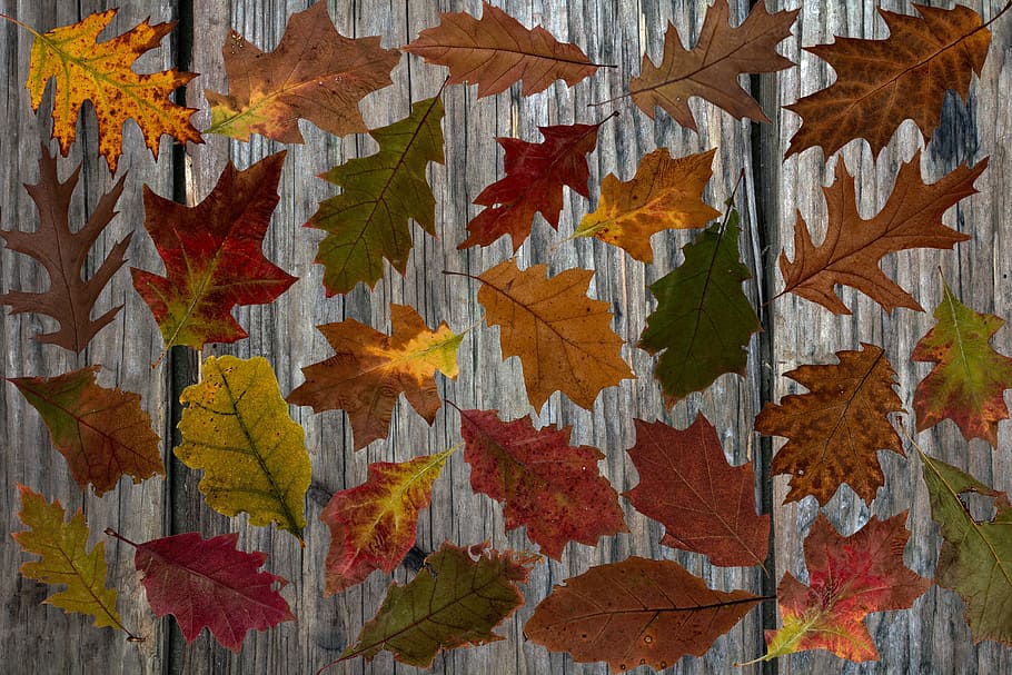 brown, green, leaves, gray, surface, fall leaves, colorful, colored, fall color, emerge