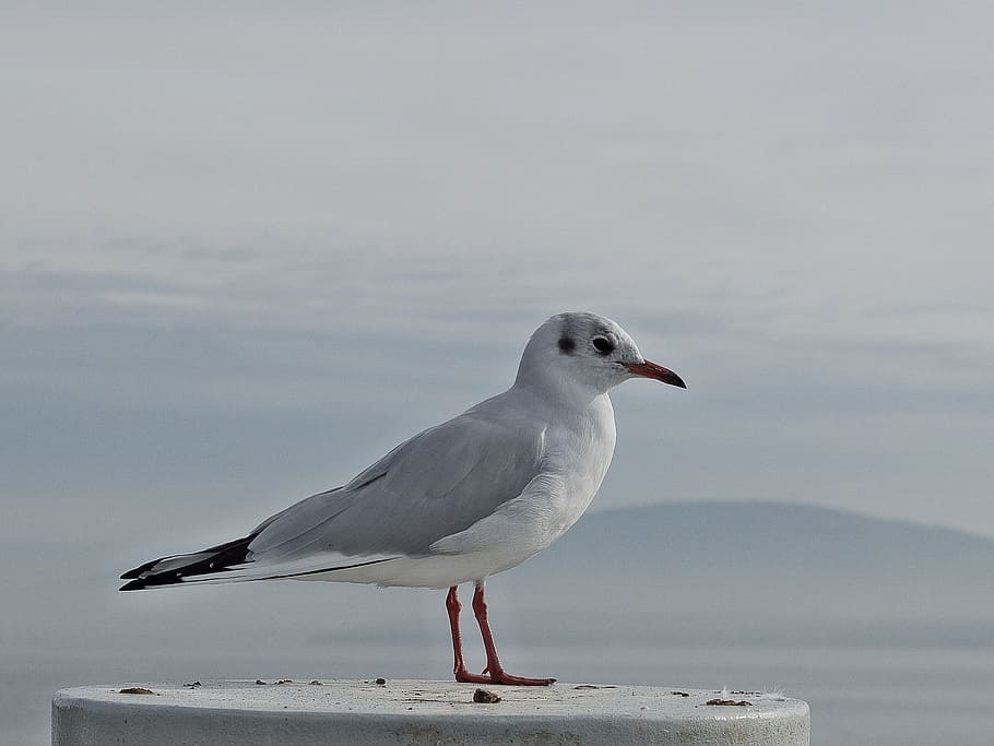 bird, white, surface, outdoor, selective, focus, photography, seagull, animals, one animal
