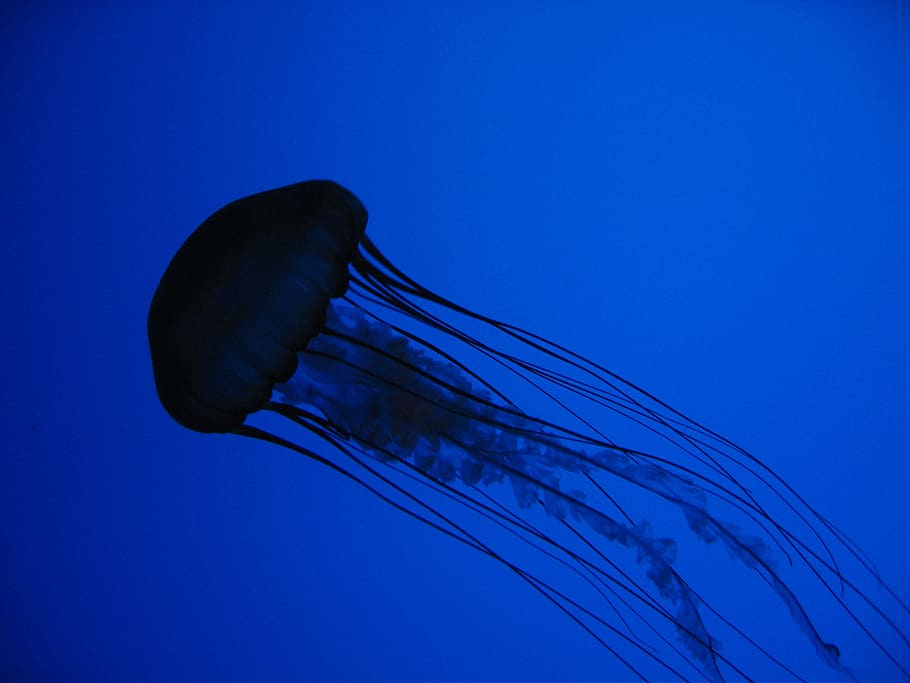 medusa, azul, agua, fondo, mar, océano, animal, acuario, criatura, marino