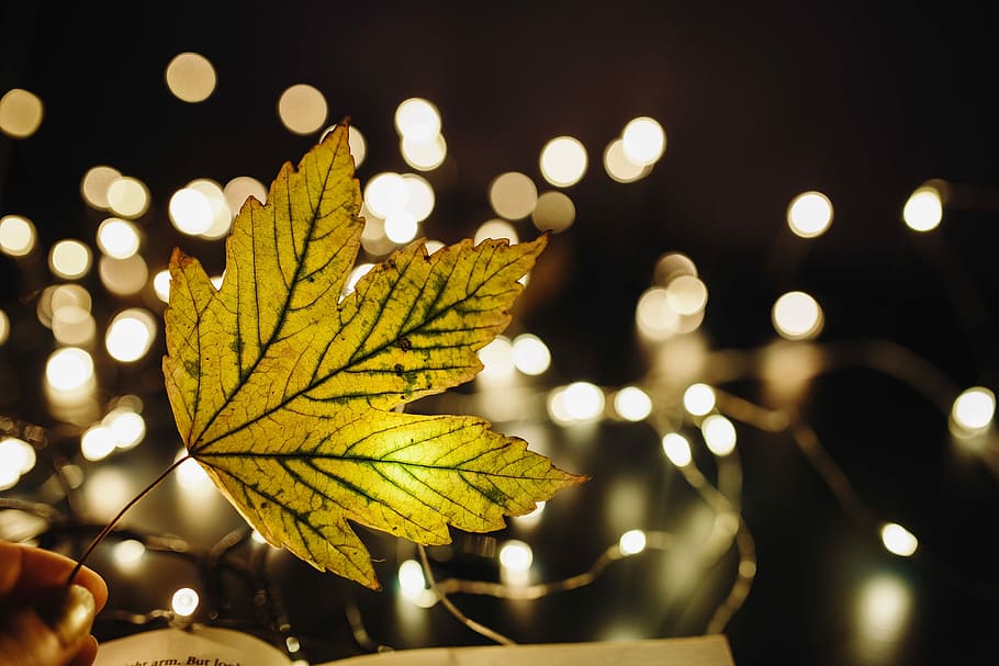 making, fairy, lights, Magic, Fairy Lights, time, decoration, bokeh, leaf, backgrounds