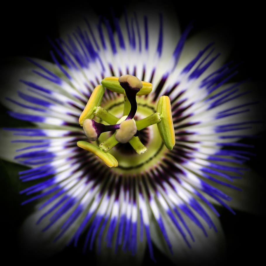 passiflora, blossom, bloom, close, passion flower, nature, plant, exotic, pistil, passion flower plant