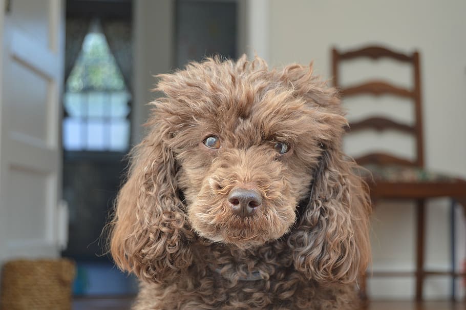 adult, brown, toy poodle, dog, french, puppy, cute, canine, doggy, fun