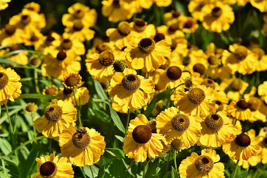 closeup, fotografi, bidang bunga matahari, topi matahari, mekar, berkembang, daun bunga, kuning, bunga, taman bunga