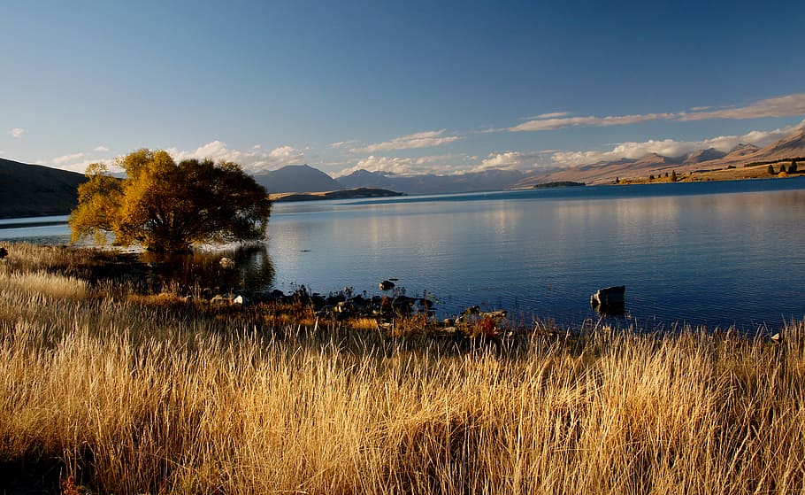 Otoño, Lago Tekapo, Nueva Zelanda, cuerpo de agua, plantas, al lado, agua, cielo, montaña, planta