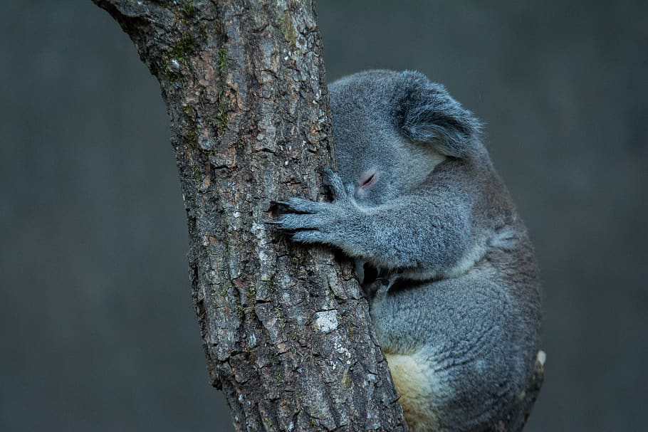 koala, pohon, hewan, Australia, imut, alam, dunia binatang, tidur, binatang menyusui, Abu-abu