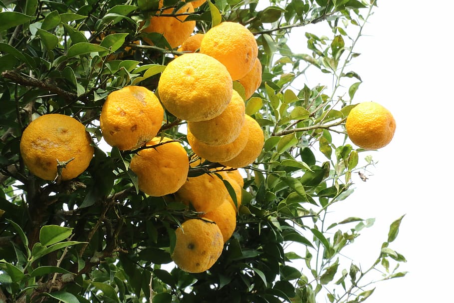 pomelo fruit tree, Citron, Tea, Yellow, citron tea, yellow citron, clementine, wood, fruit, food