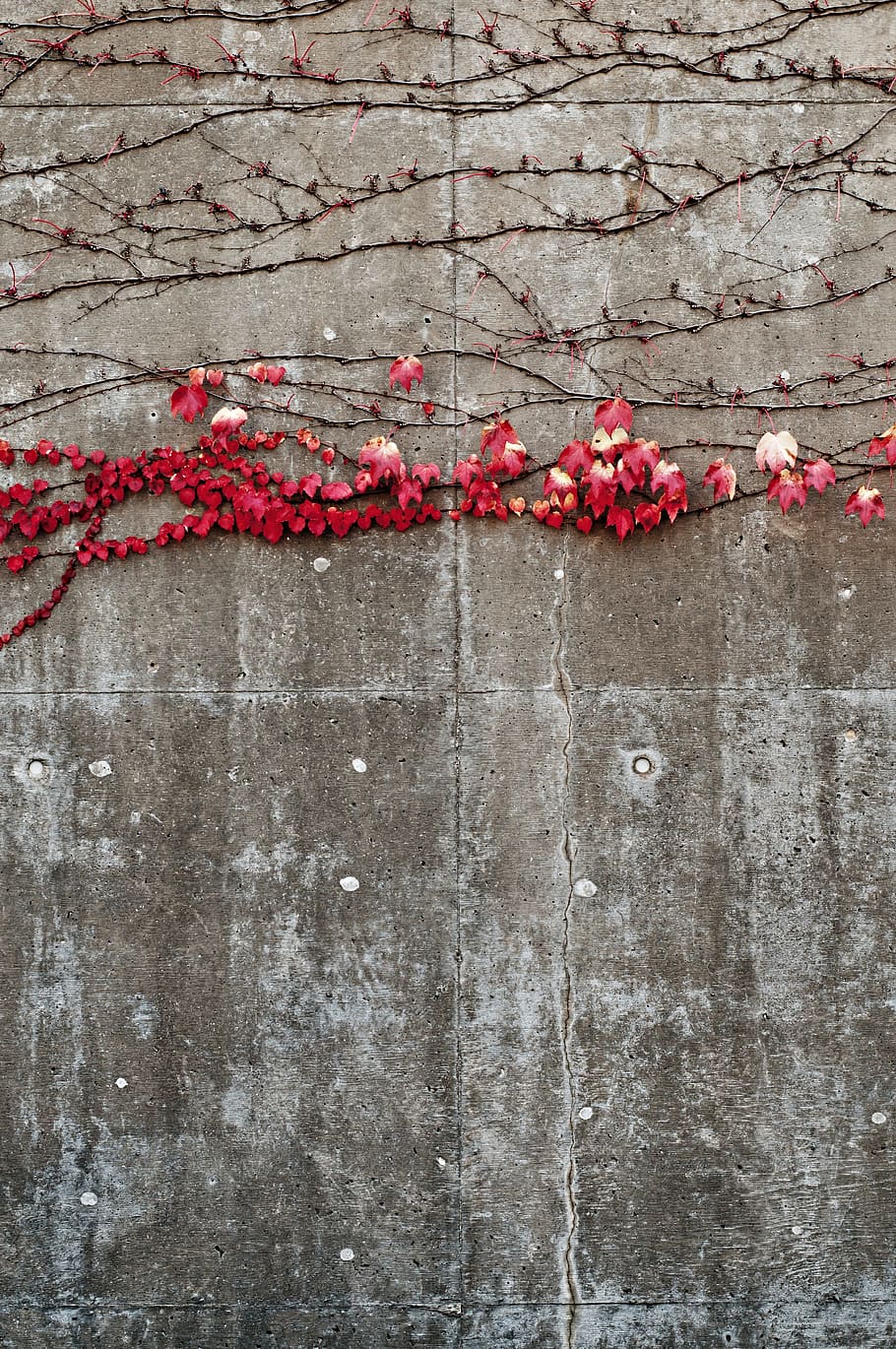 red, petal flower plant, concrete, wall, autumn, fall, ivy, vine, vines, plant