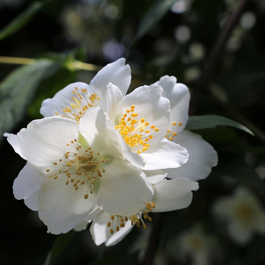 spring, jasmine, blooming, blossom, white flower, nature, outdoor, flowering plant, flower, plant