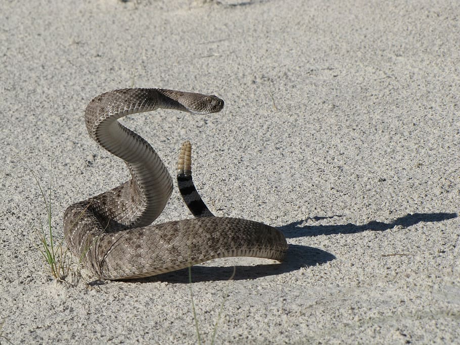 rattle snake, gray, surface, western diamondback rattlesnake, viper, poisonous, reptile, wildlife, venomous, nature