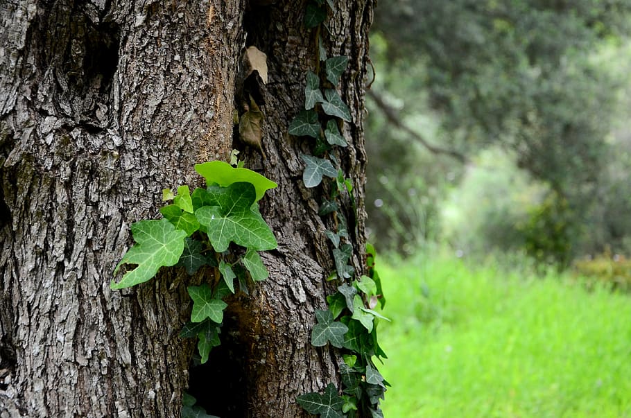 ivy, tree, the background, the bark, green, nature, forest, leaf, green Color, tree Trunk