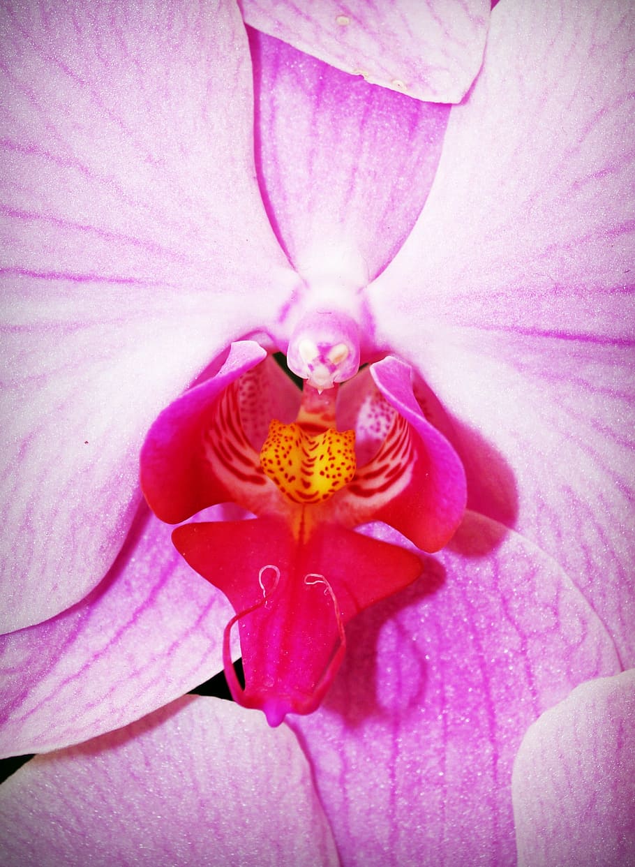 flower, orchid, tropical, white, green, yellow, red, collection, pink, plant